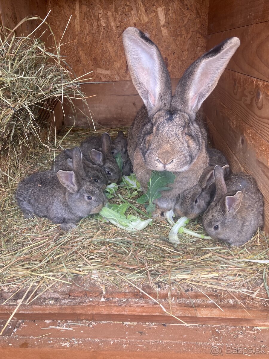 Zajace,kraliky,belgicky obor - 3