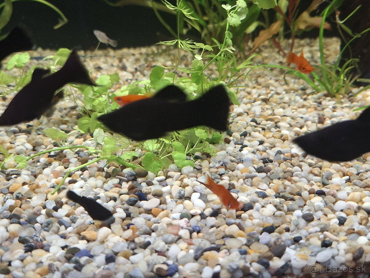 Predám black molly - 3