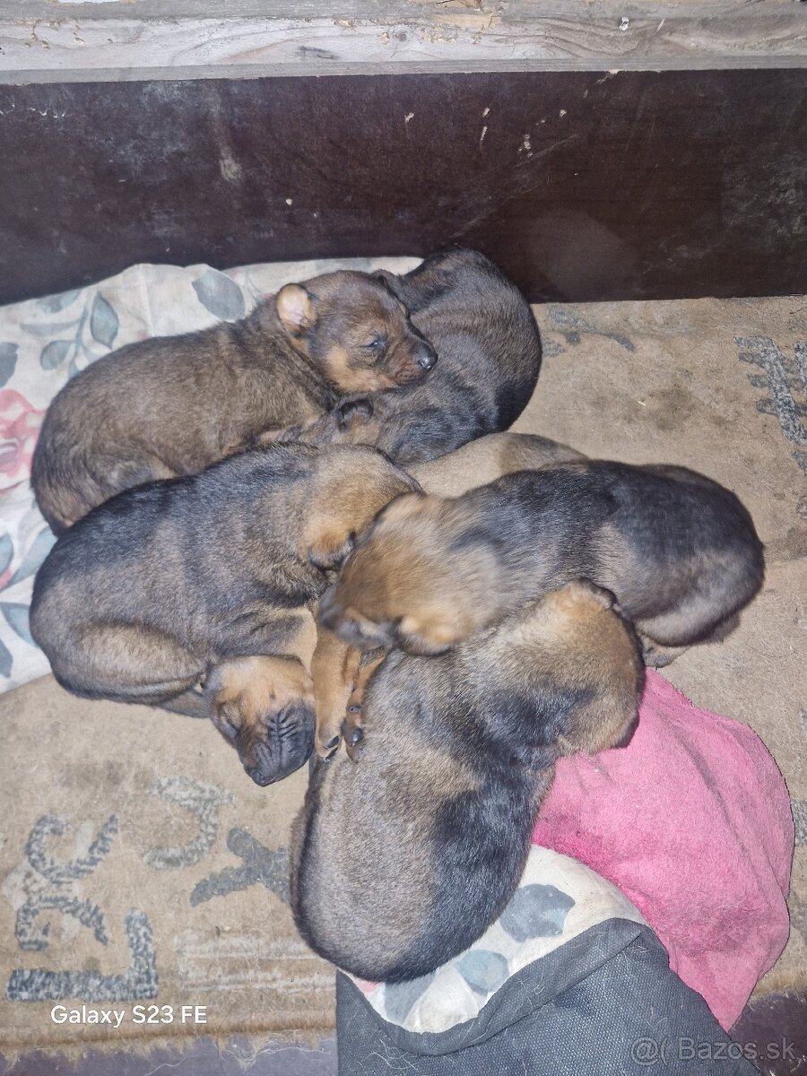 Nemecký ovčiak - 3