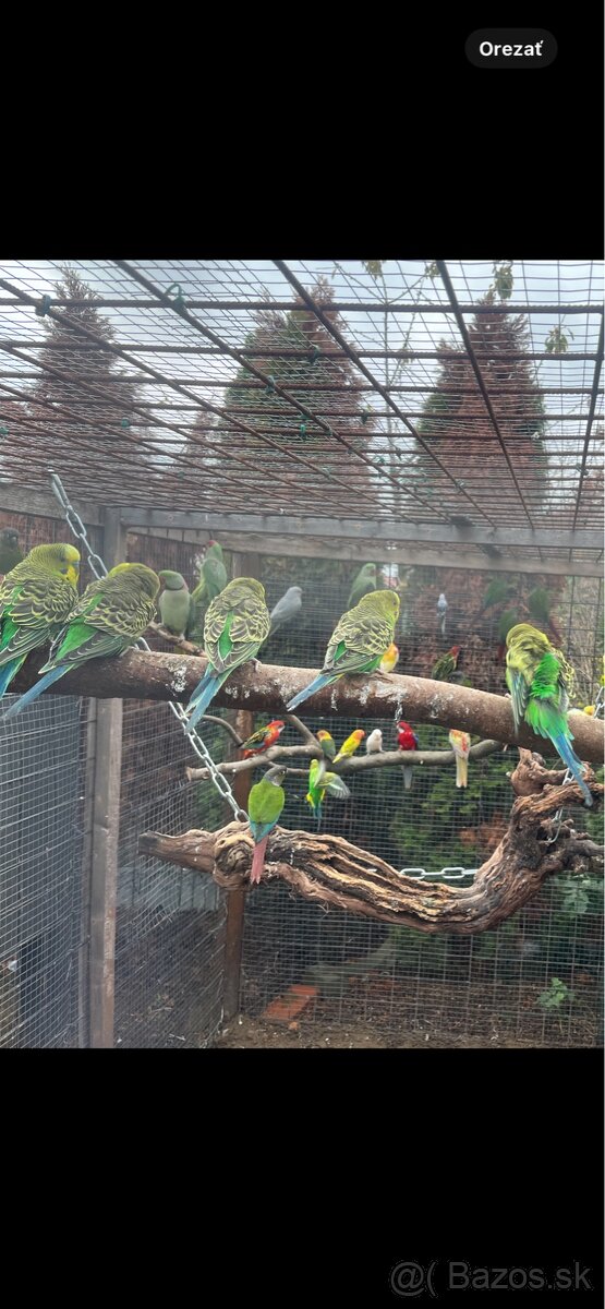 Andulky zelené , čierno krídle , žlté - 3