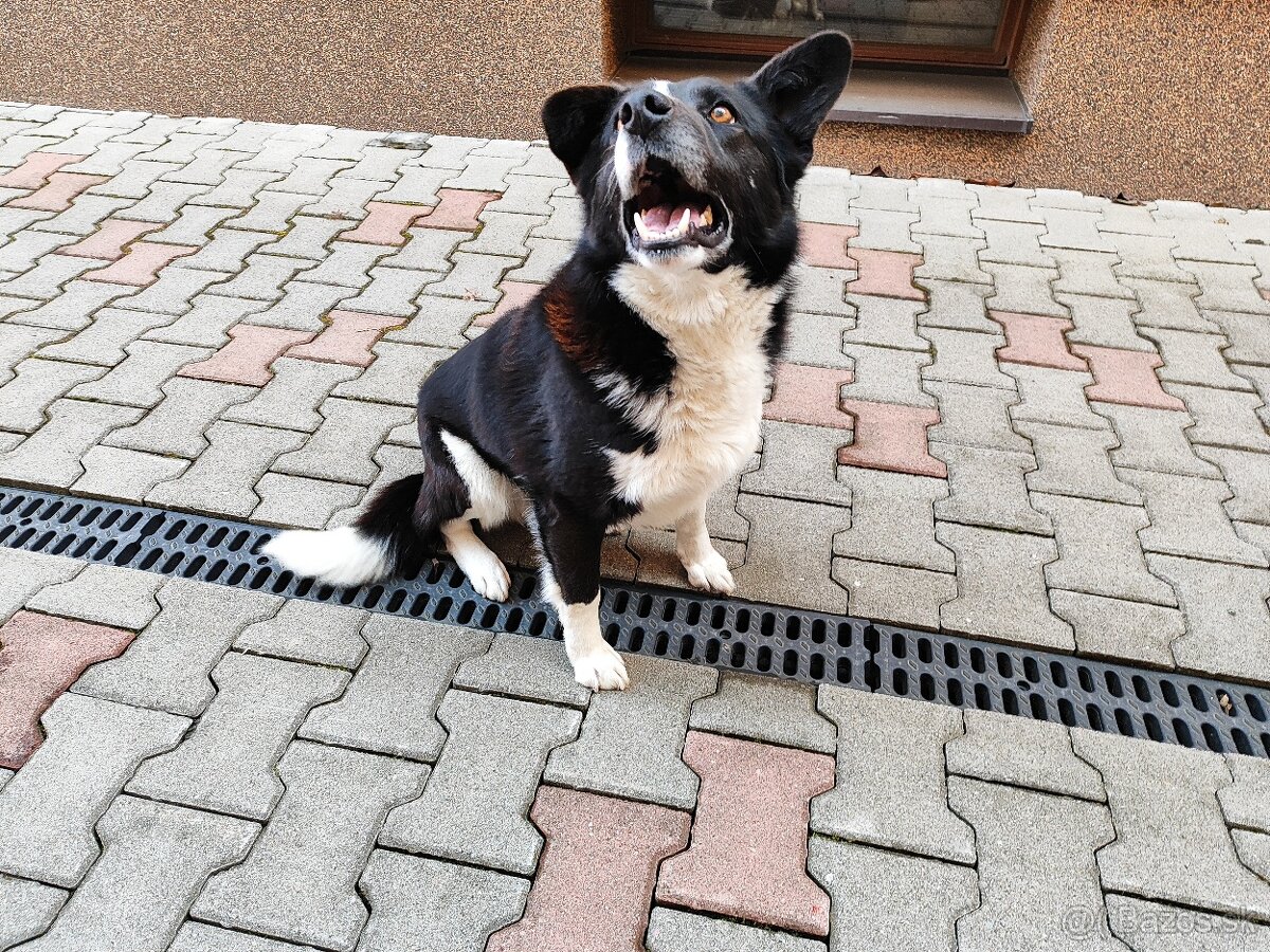 Predám border koliu pes - 3