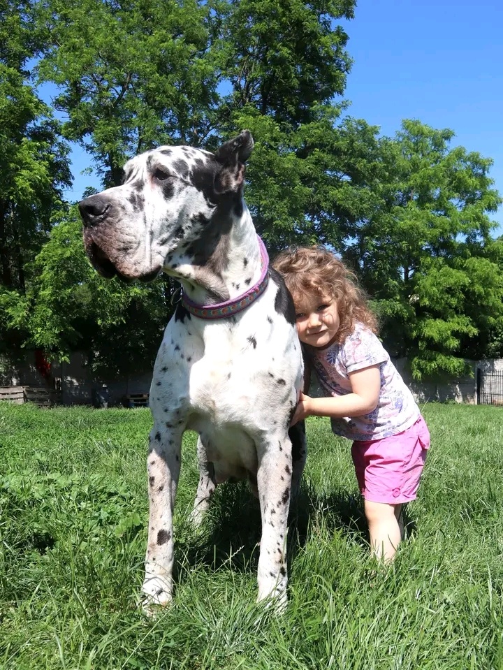 Nemecká doga s PP FCI Harle Černá Merle po šampiónoch - 3