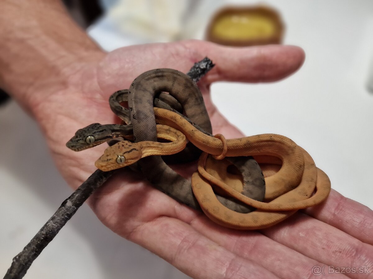 Corallus Hortulanus - 3