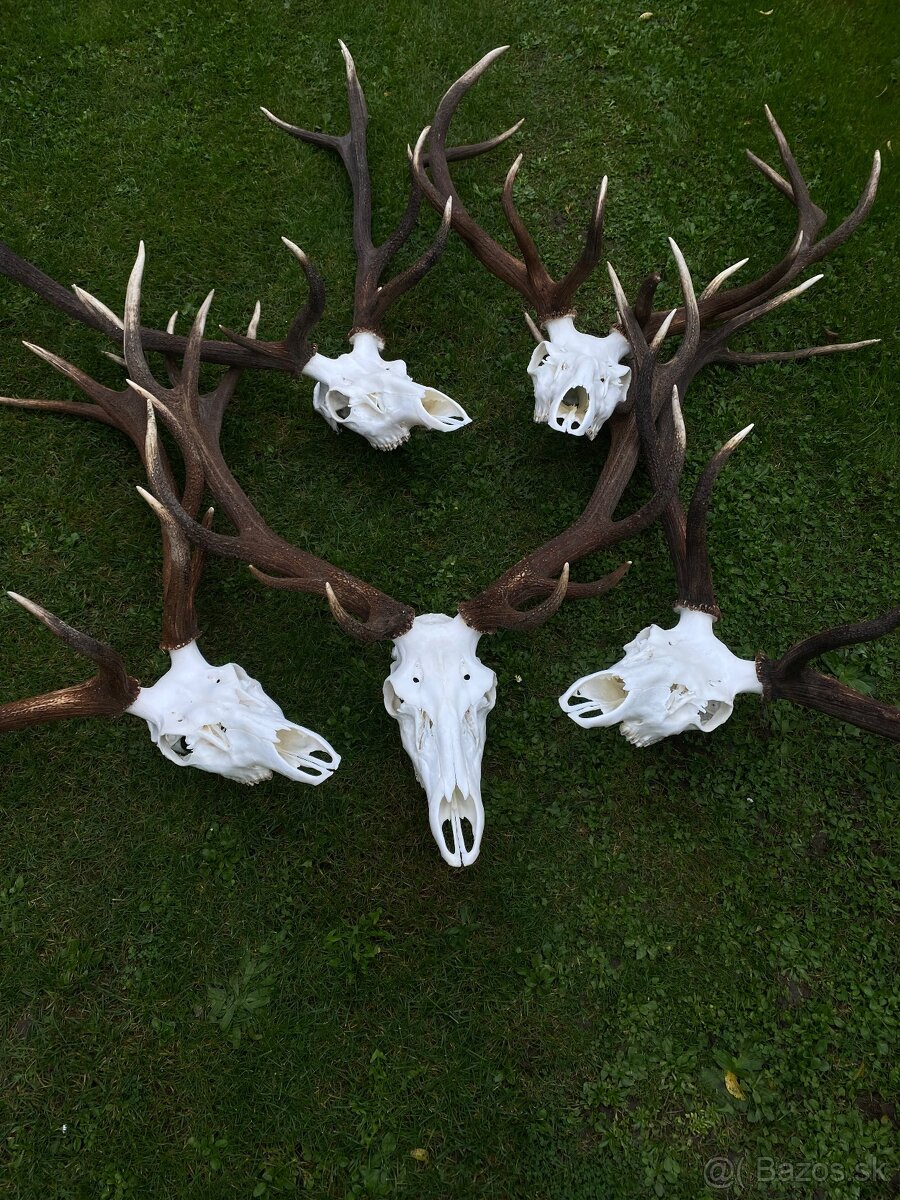 Úprava poľovníckych trofejí - 3