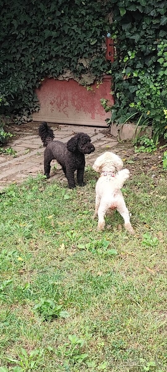 Pudel trpasličí - 3