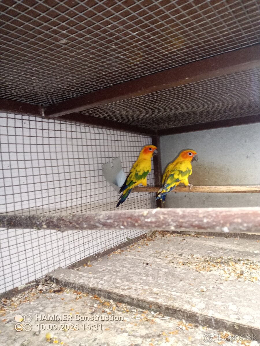 Aratinga slnečná pár. - 3