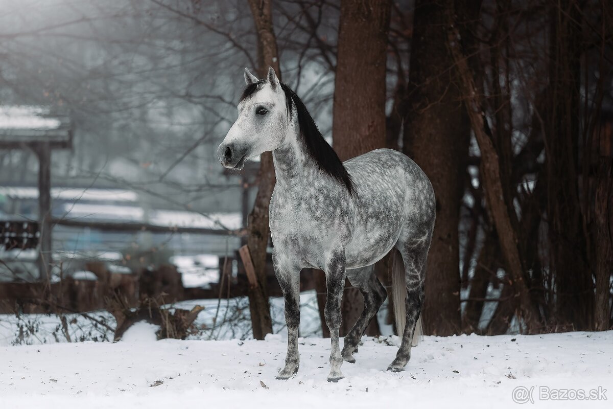 Pripúšťanie QH žrebcom - 3
