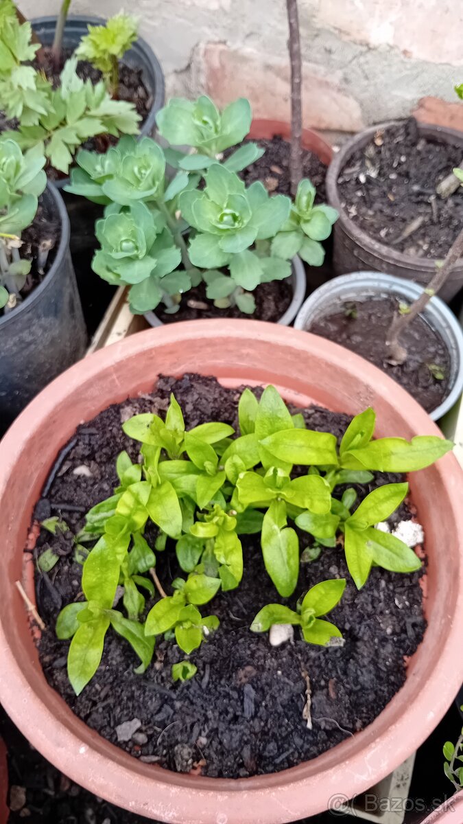 Predám rôzne trvalky - 3