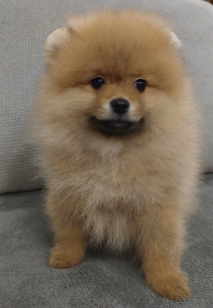 Pomeranian - 3