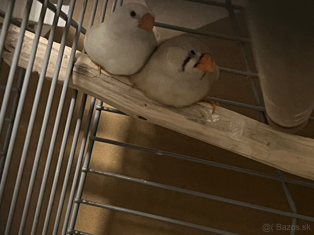 Súrne predám zebricky - 3