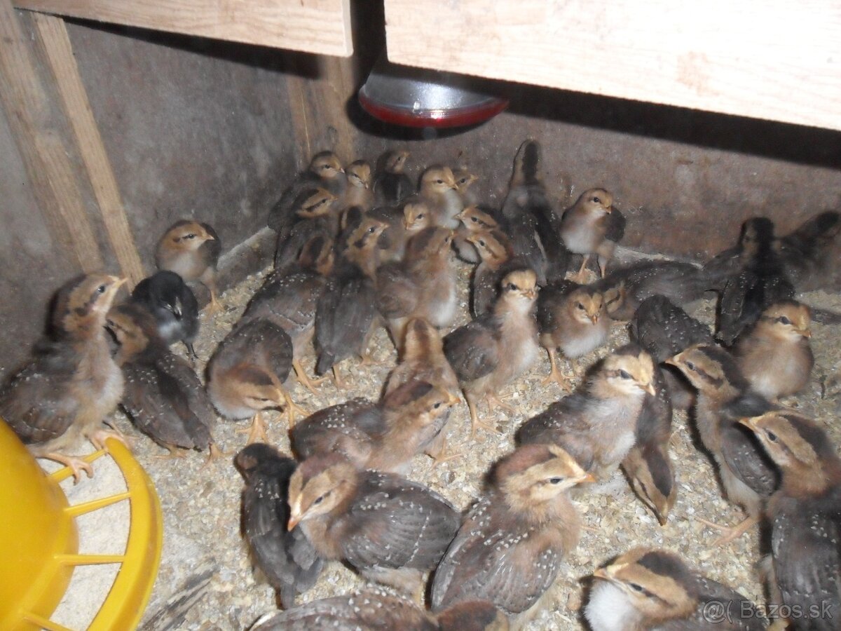 Kuriatka- Vlaška jarabičia - 3