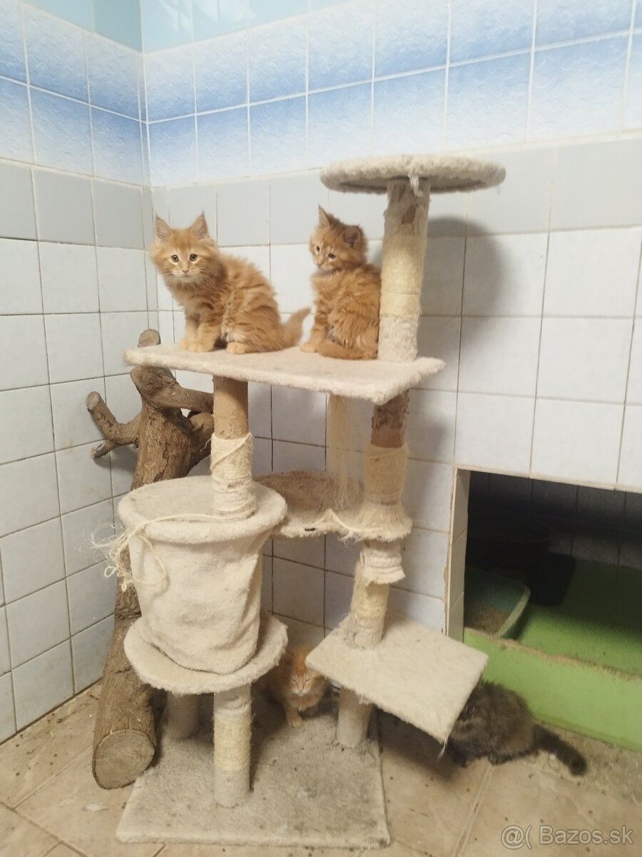 Mainska Myvalia mačka. - 3