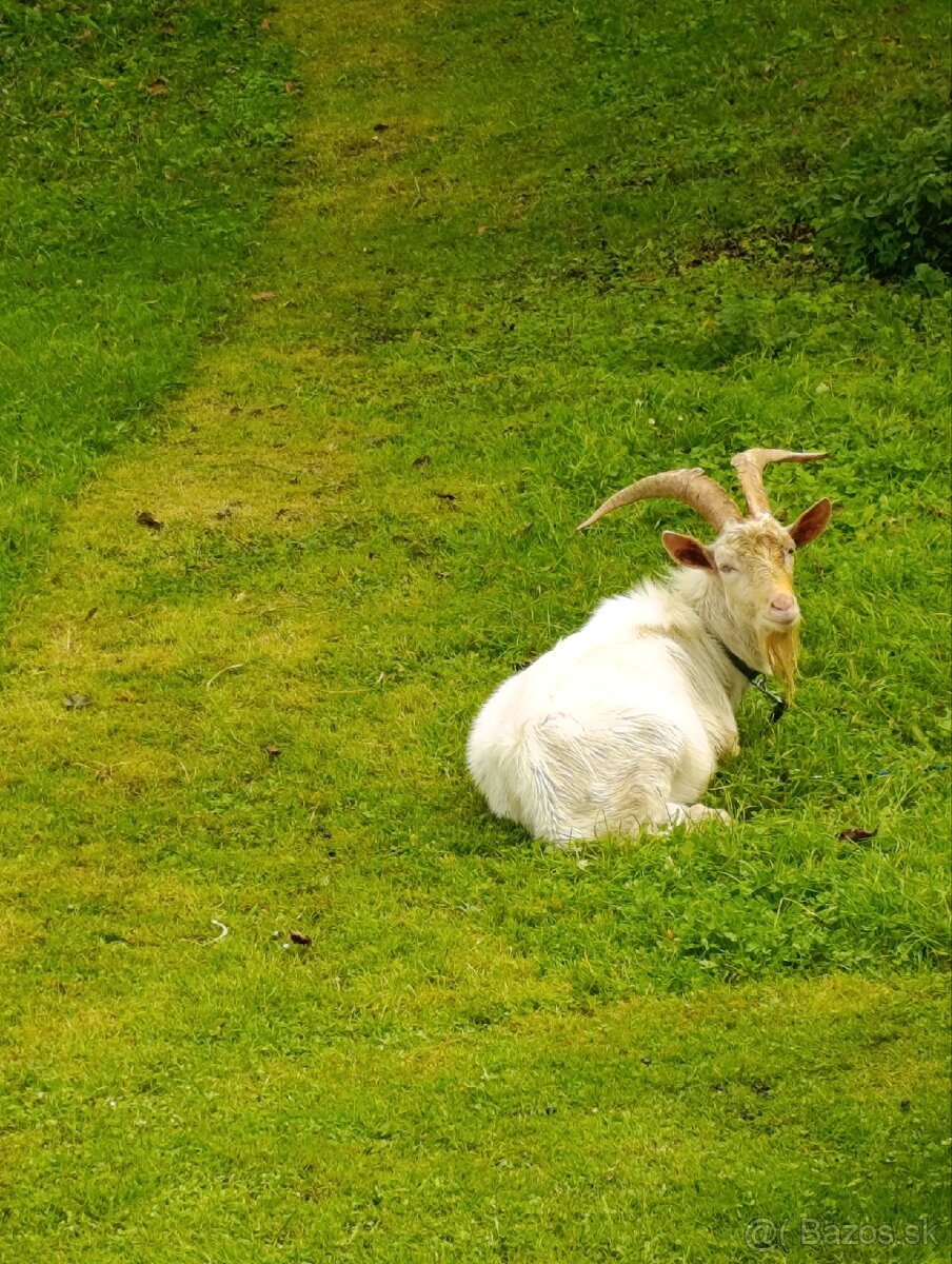 Cap na pripúšťanie ( capko) - 3