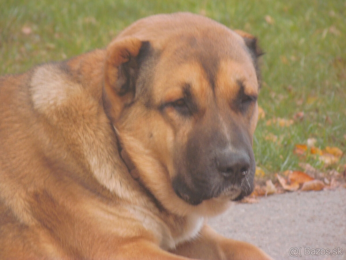 Stredoázijský ovčiak- krytie - 3