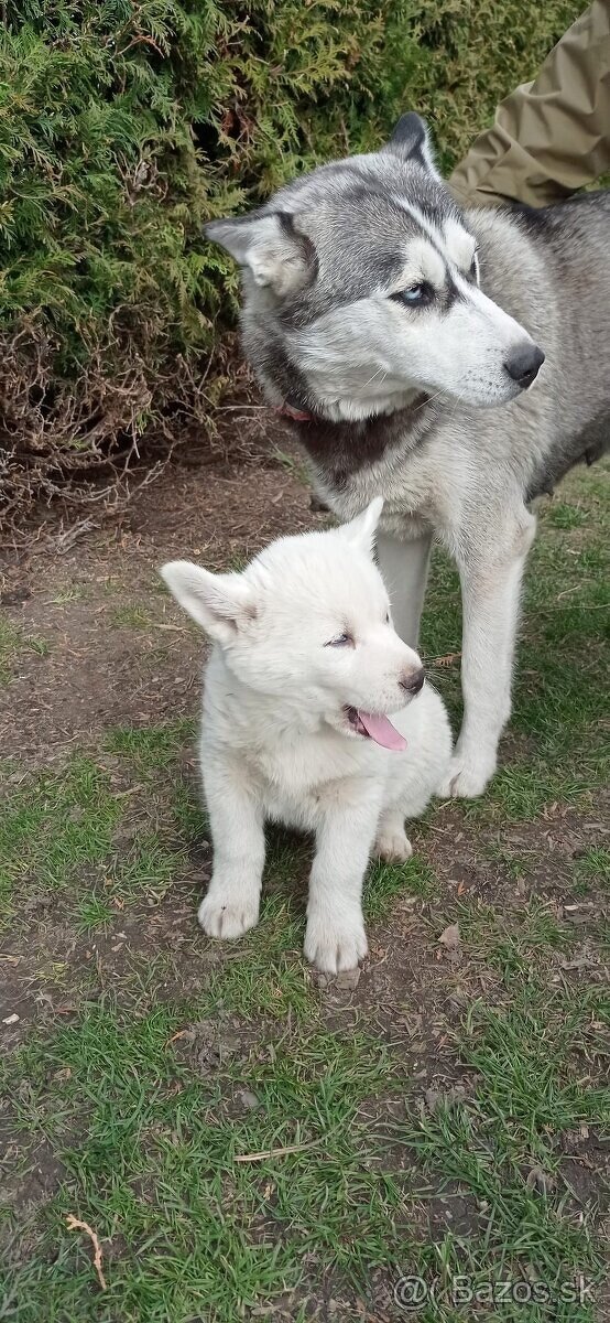 šteniatka Sibírsky Husky - 3