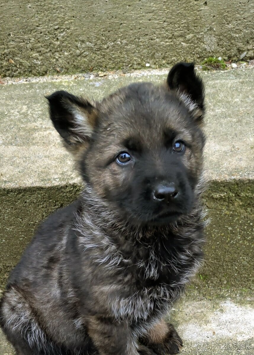 Nemecky ovčiak šteniatka - 3