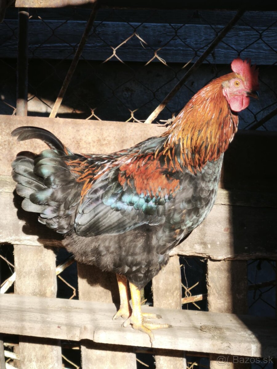 Predám mladé kohúty - SÚRNE - 3