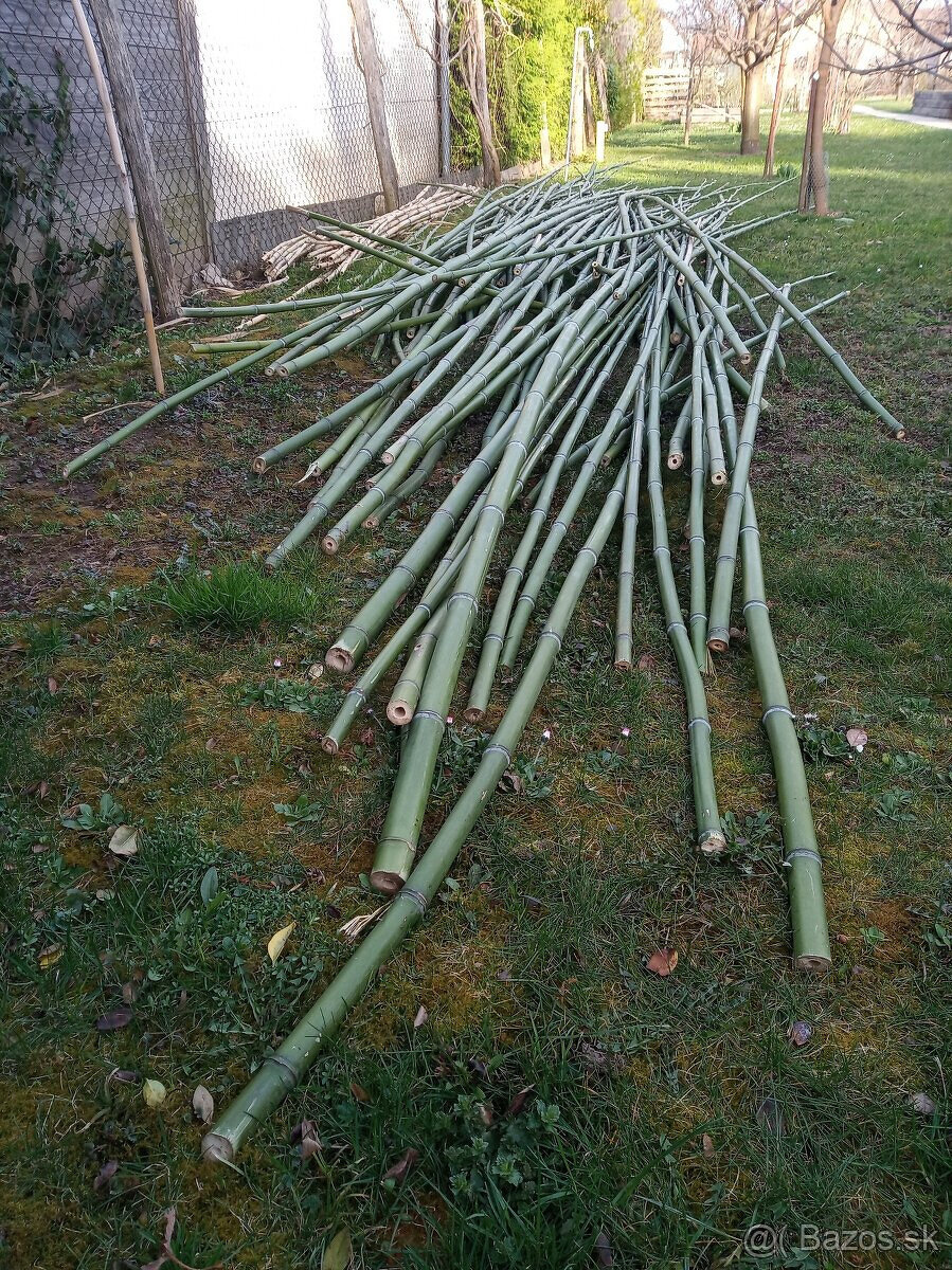 BAMBUS tyče tyče s Arundo DonaxZ trstiny - 3