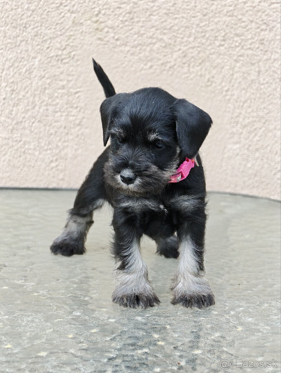 Bradáč malý čiernostrieborný - 3