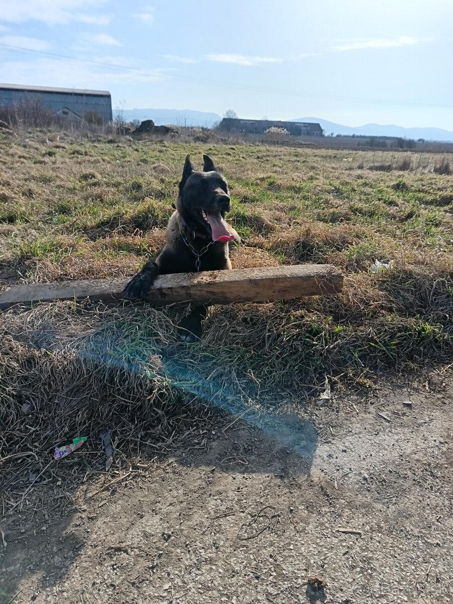 Belgický ovčiak - 3