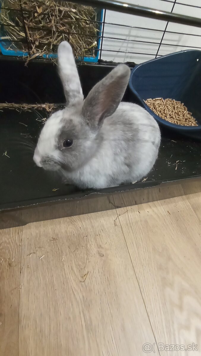 Darujem zakrsleho zajacika - 3