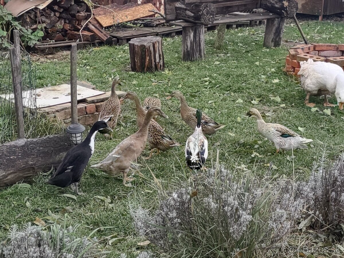 Indicke bezce na predaj - 3