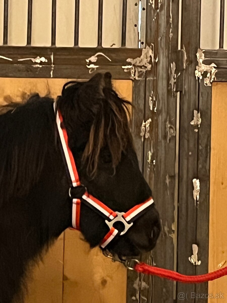 Mini shetland pony - URIANT - 3