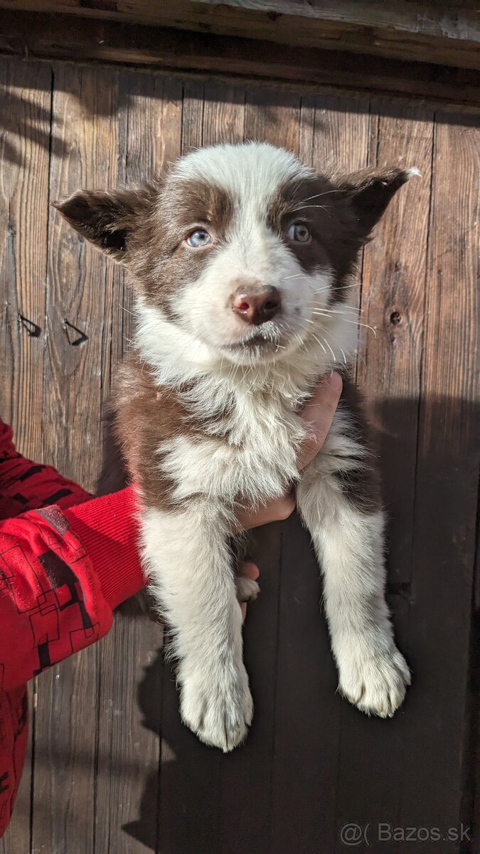 Border kólia, hnedá - 3