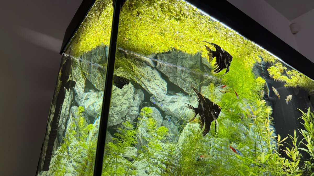 Akvárium Juwel Rio 125l - 3