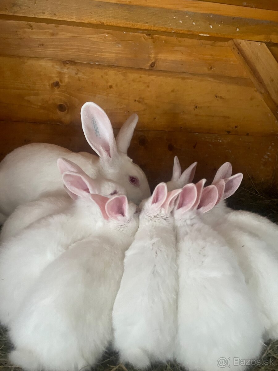 Predám králiky Hyla - 3