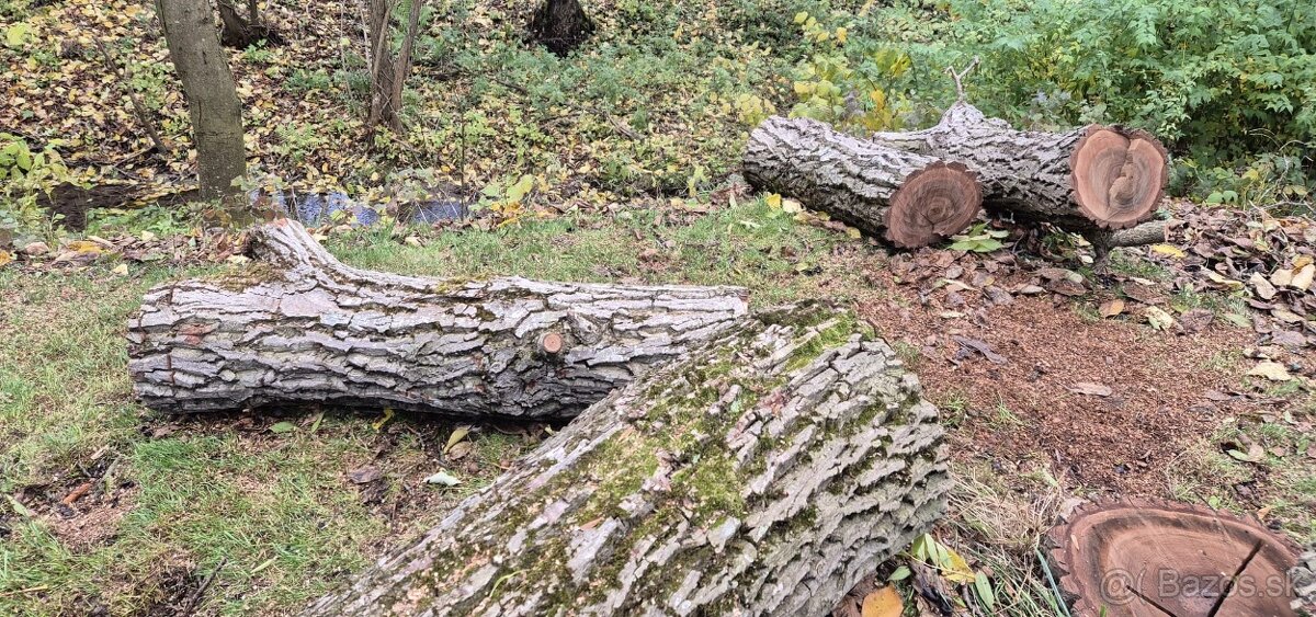 Drevo (orech - strom) - 3