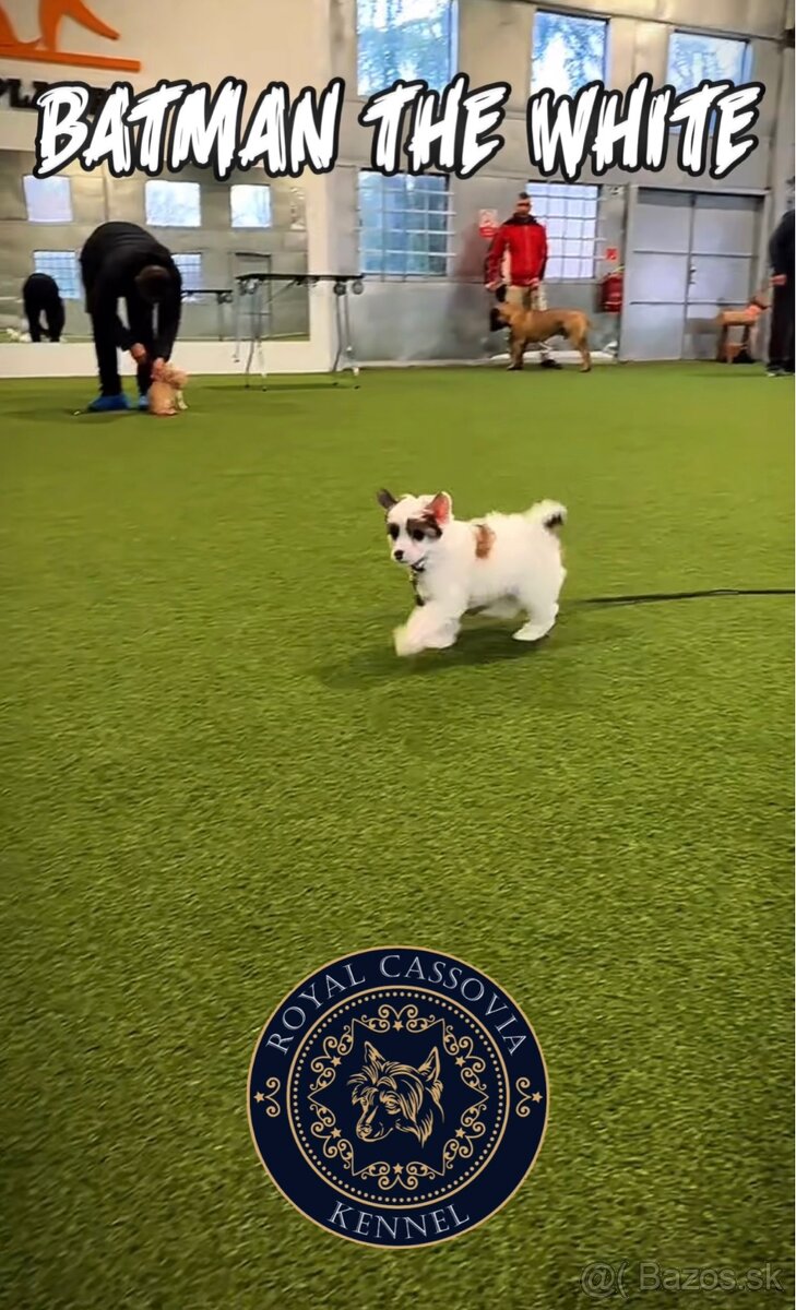 ÚŽASNÉ šteniatka - Čínsky chocholatý pes - labutienky - 3