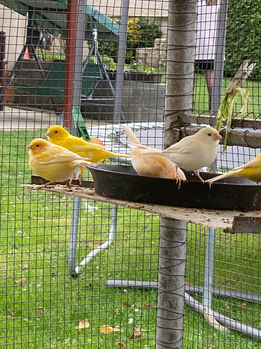 Predám kanáriky - 3