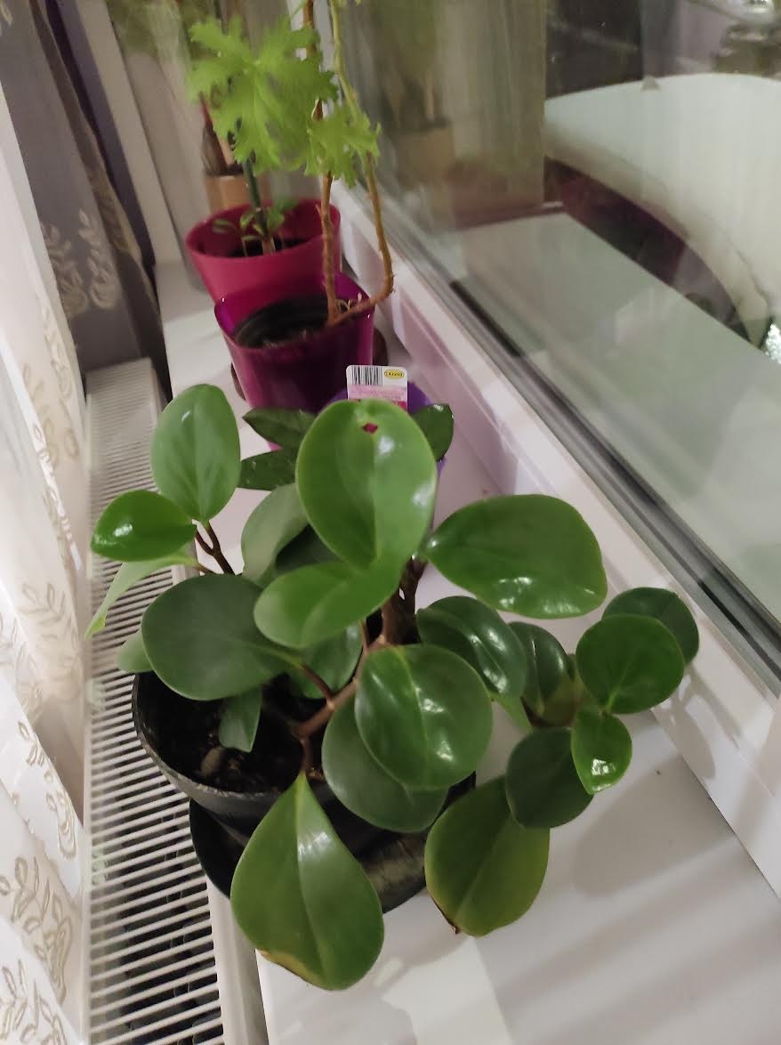 izbové rastliny - 3