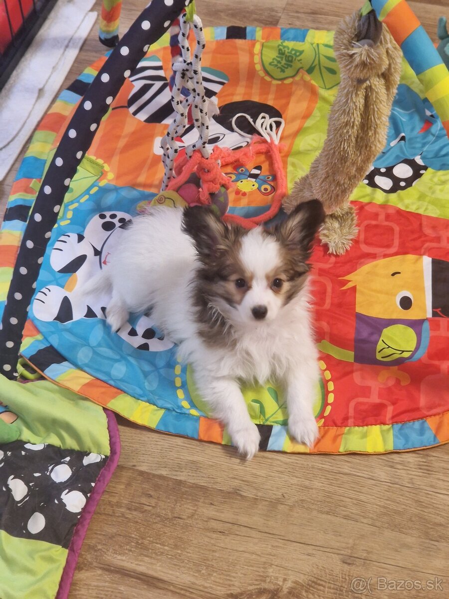 Papillon, phalene - šteniatka - 3