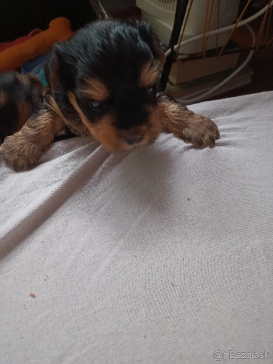 Predám krásnu sučku Yorkshire teriér - 3
