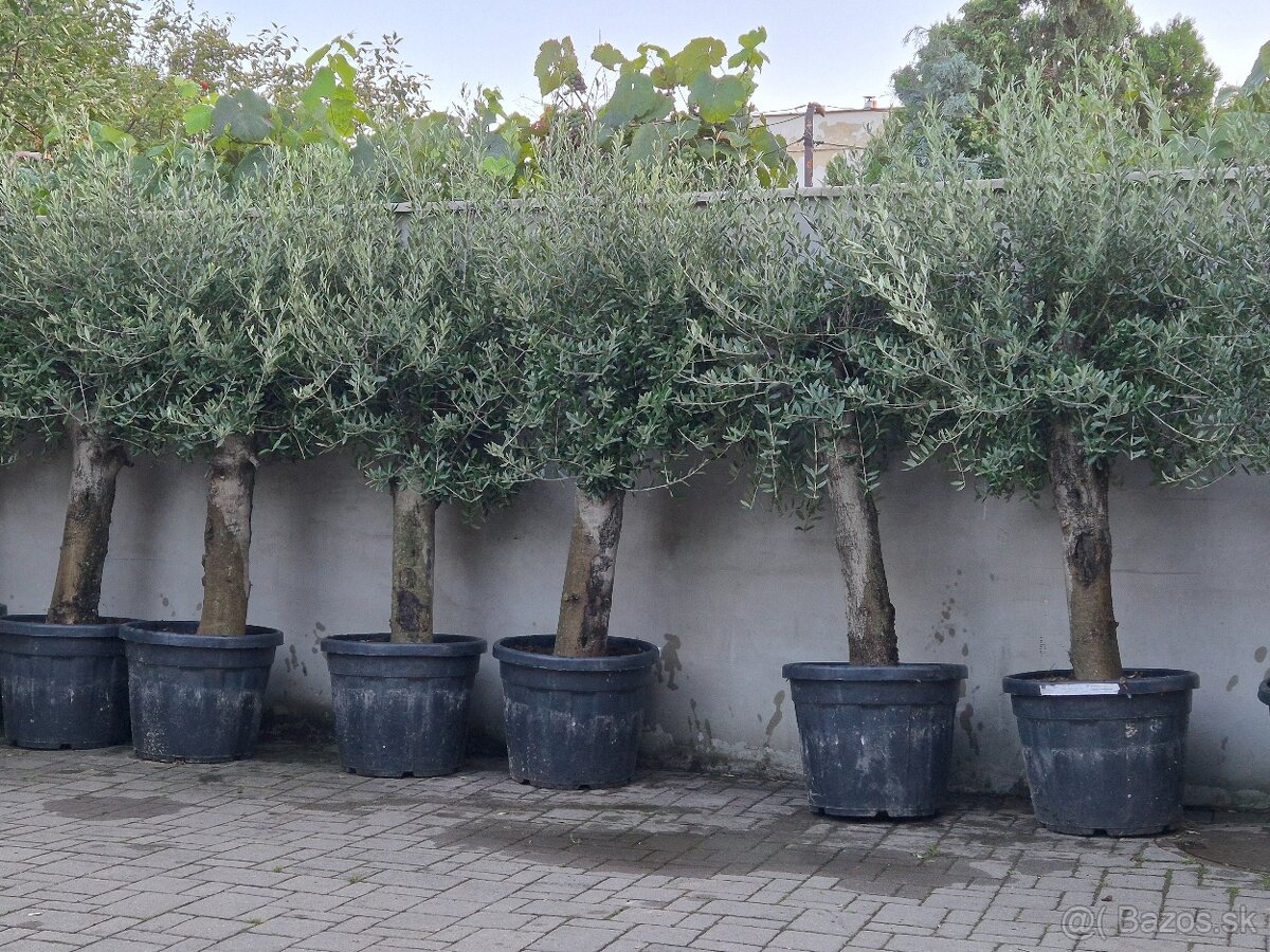 Predám olivovníky - 3