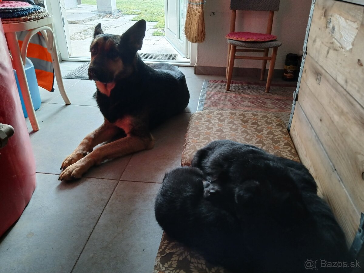 Nemecký ovčiak šteniatka - 3