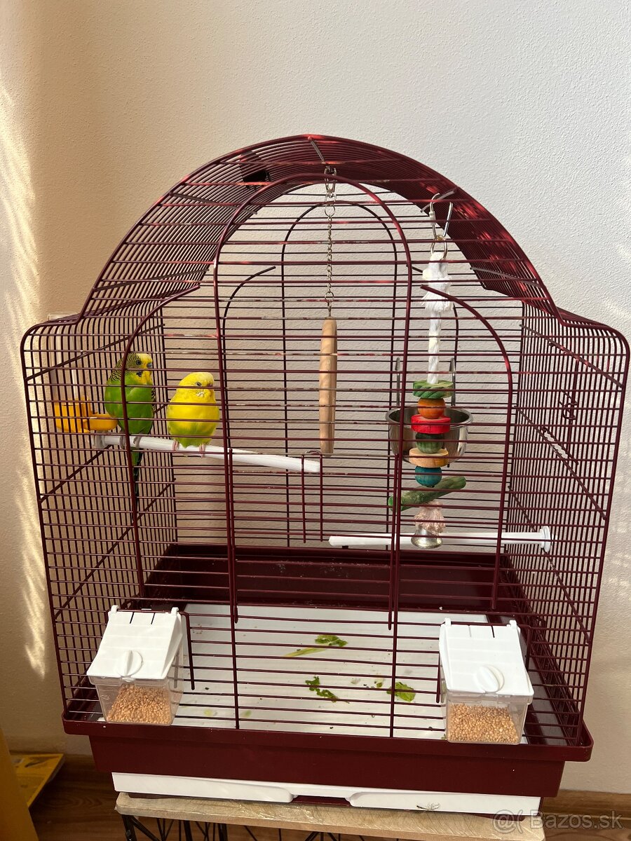 Na predaj 2 andulky aj s klietkou - 3