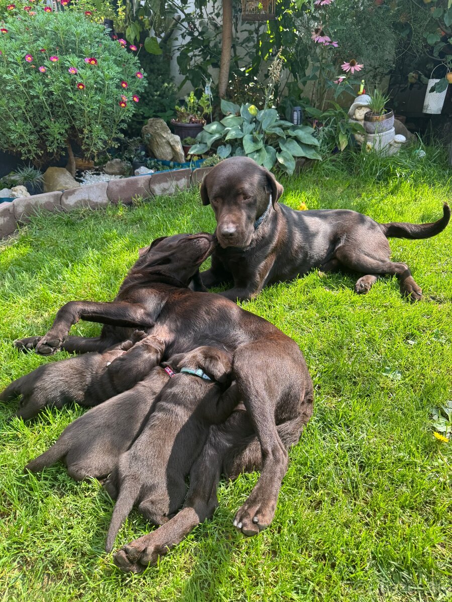 Čokoládový labrador - 3