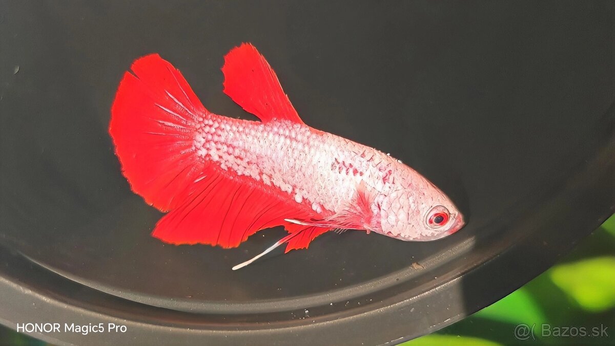 Betty - Bojovnice - 3