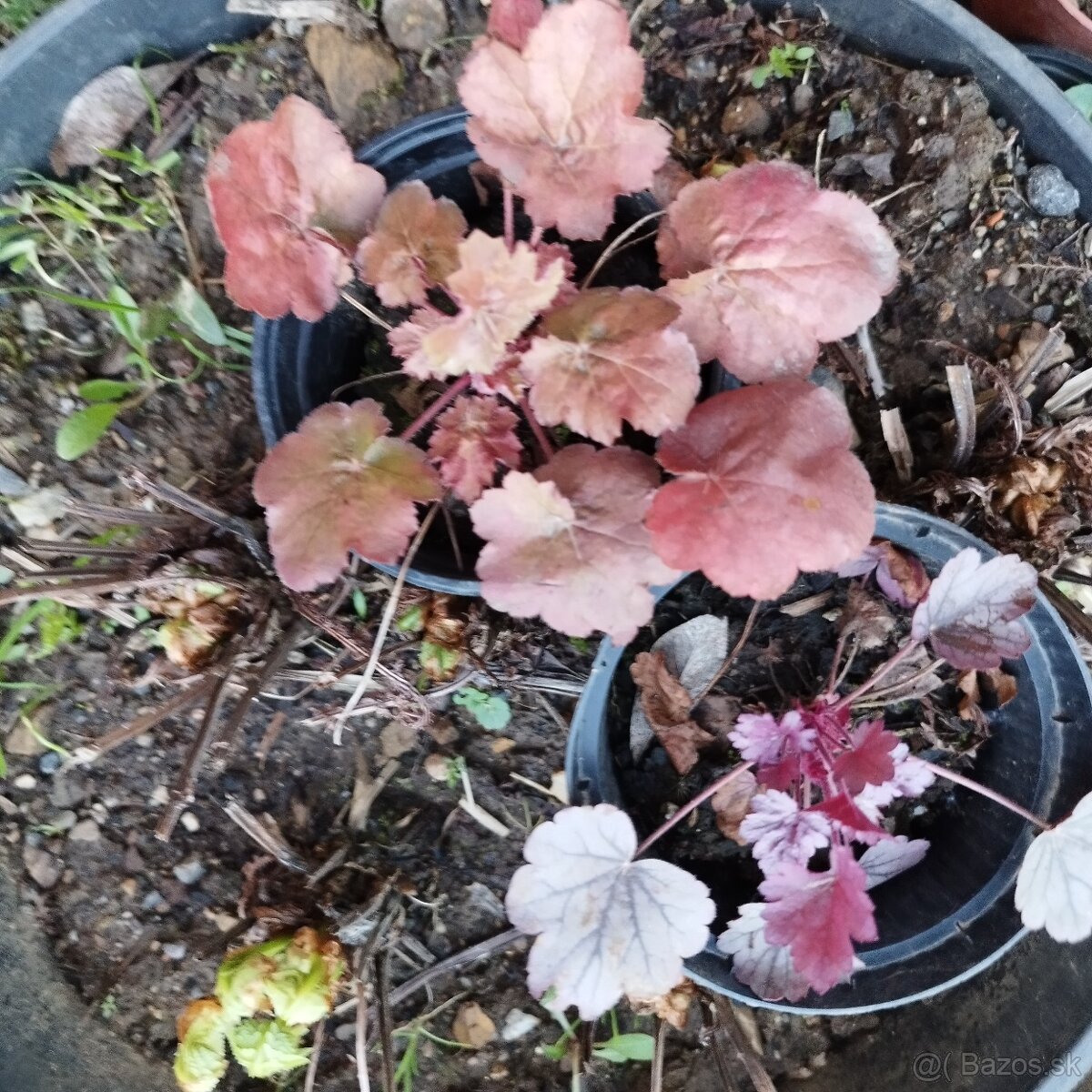 Heuchera - záhradný muškát - 3