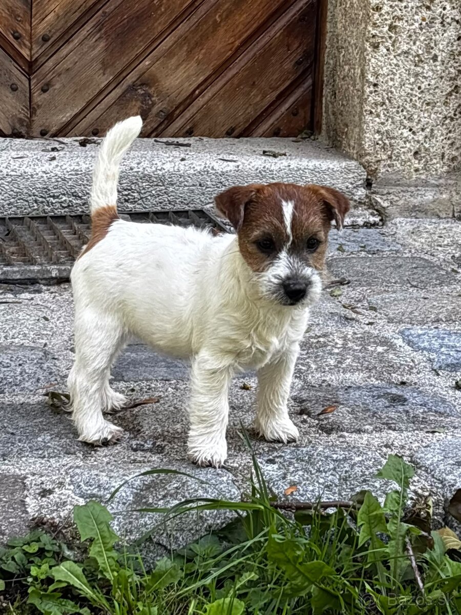 Jack Russell teriér - 3