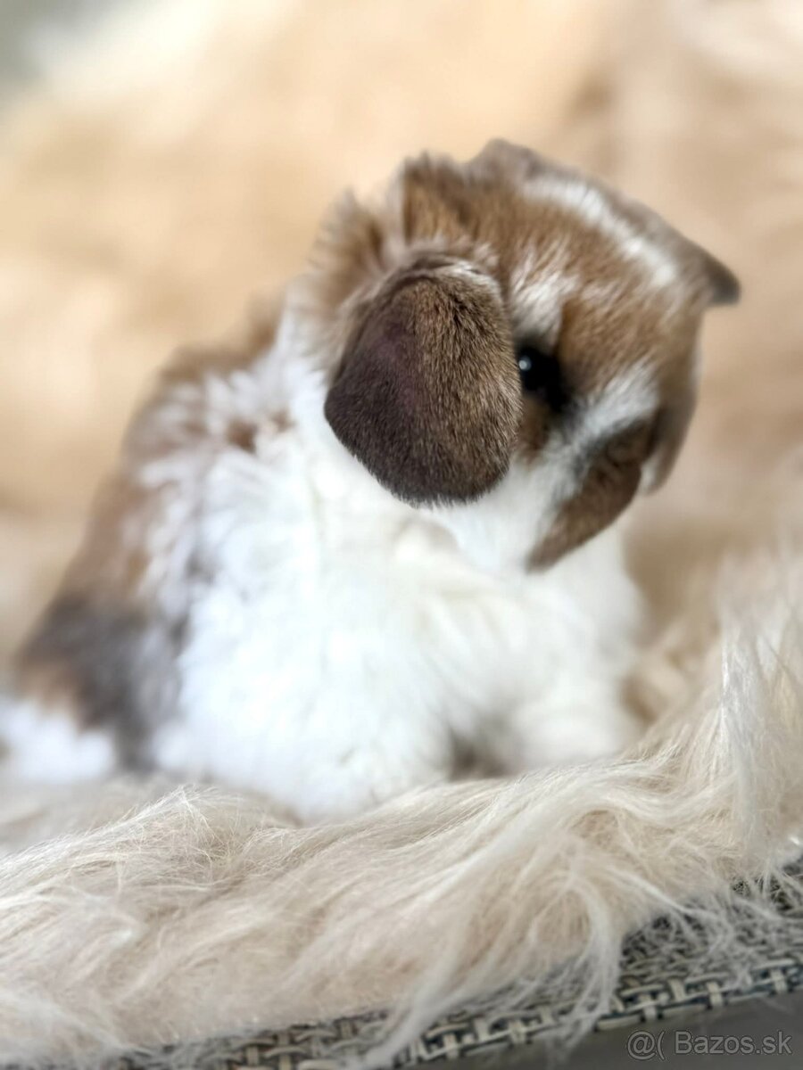 Minilop,zakrsly zajacik - 3