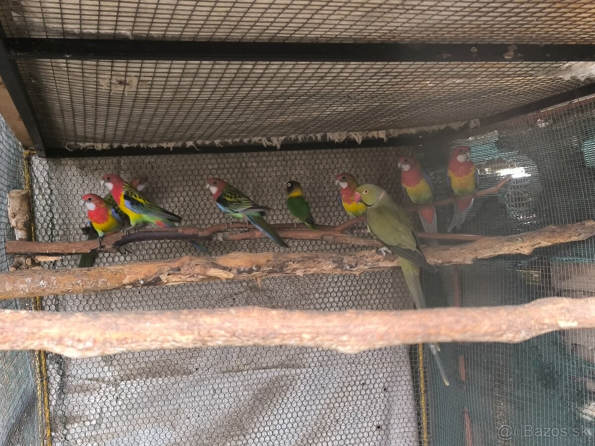 Predám rozely pestré - 3