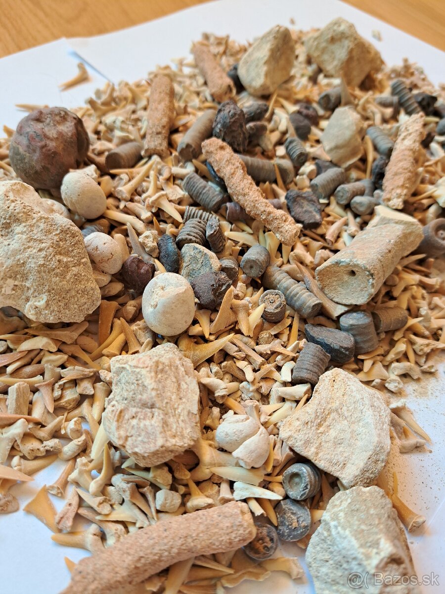 Zbierka fosílií - 3