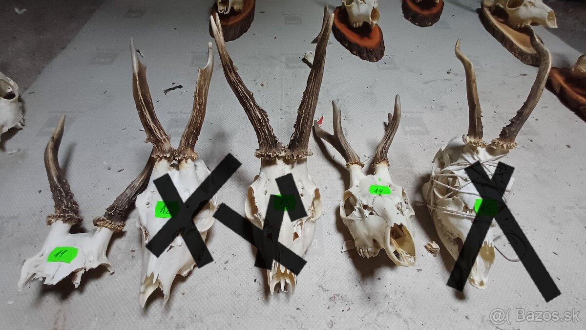 Trofeje - srnec, parožie - 3