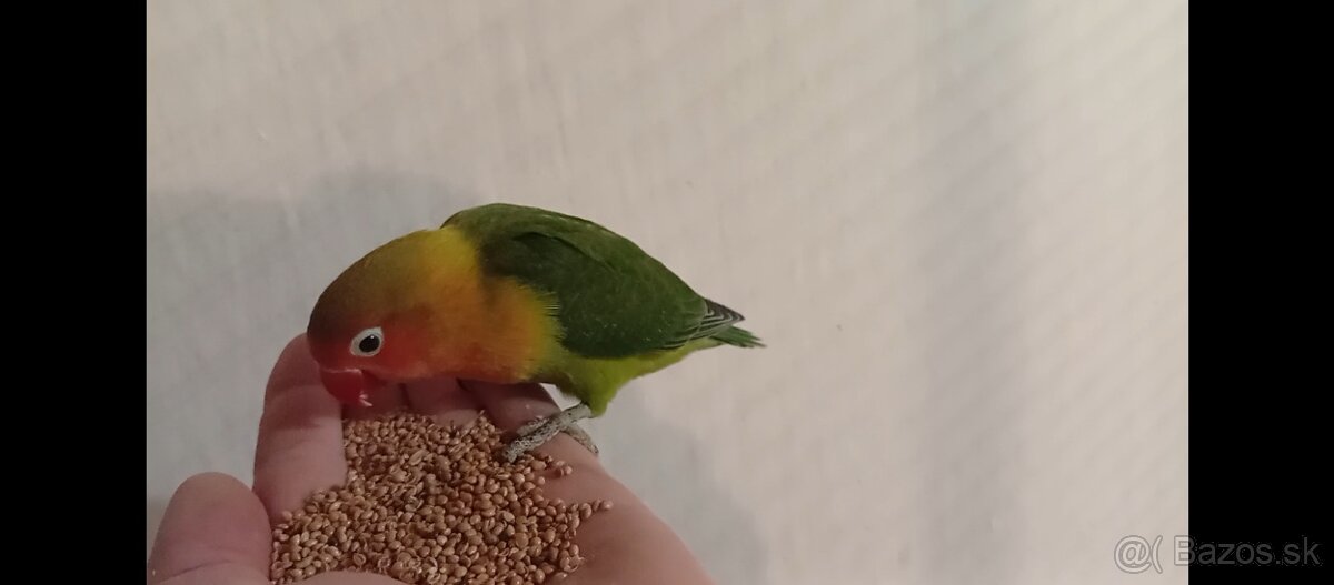 Predam agapornisy. - 3