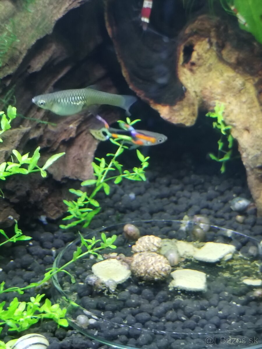Endlerky Poecilia wingei - 3