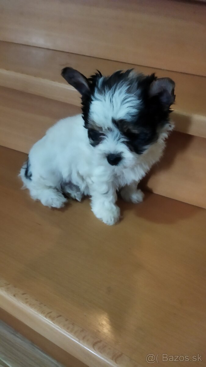 Yorkshirsky terier - 3